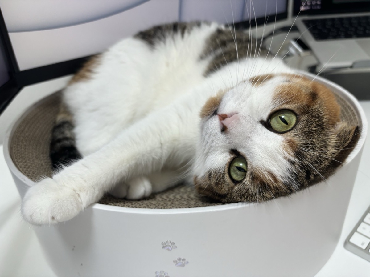 こちらを見上げるキジトラ猫
