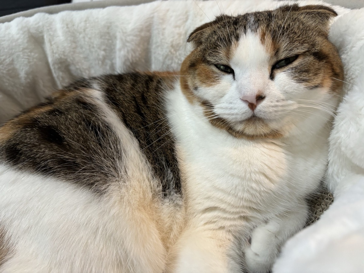 窓辺でくつろぐ猫
