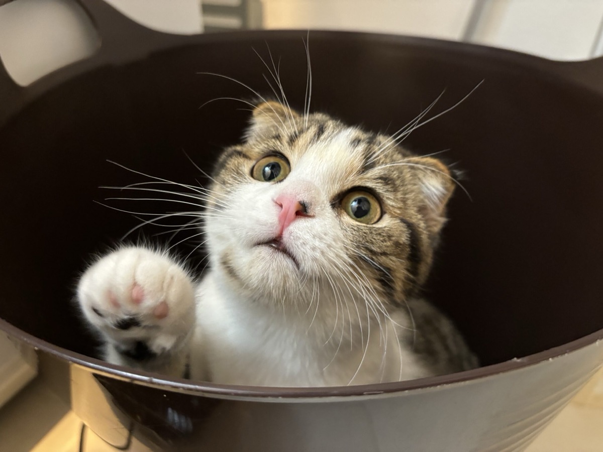 こちらを見つめる猫のアップ
