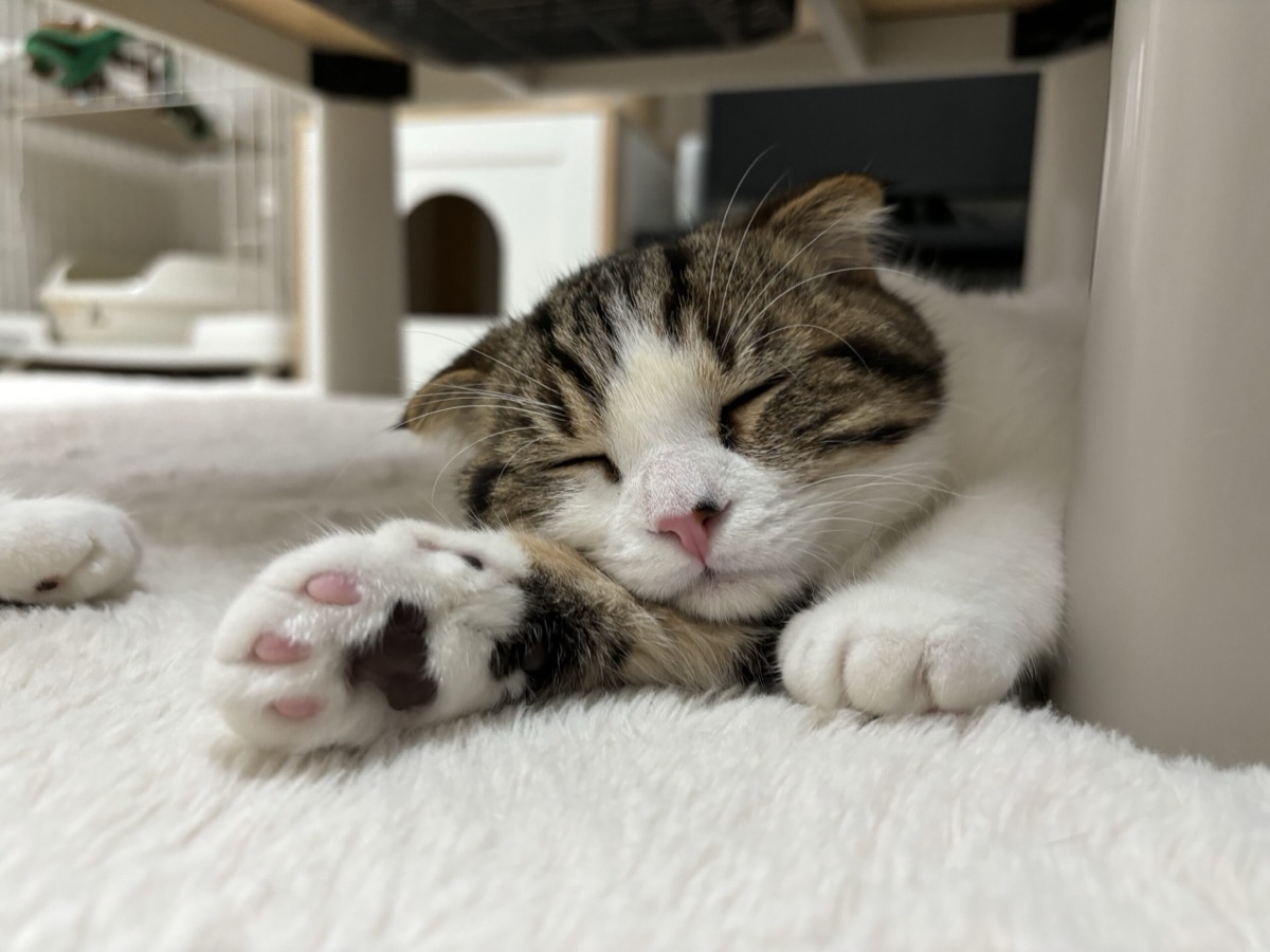 伸びをする猫