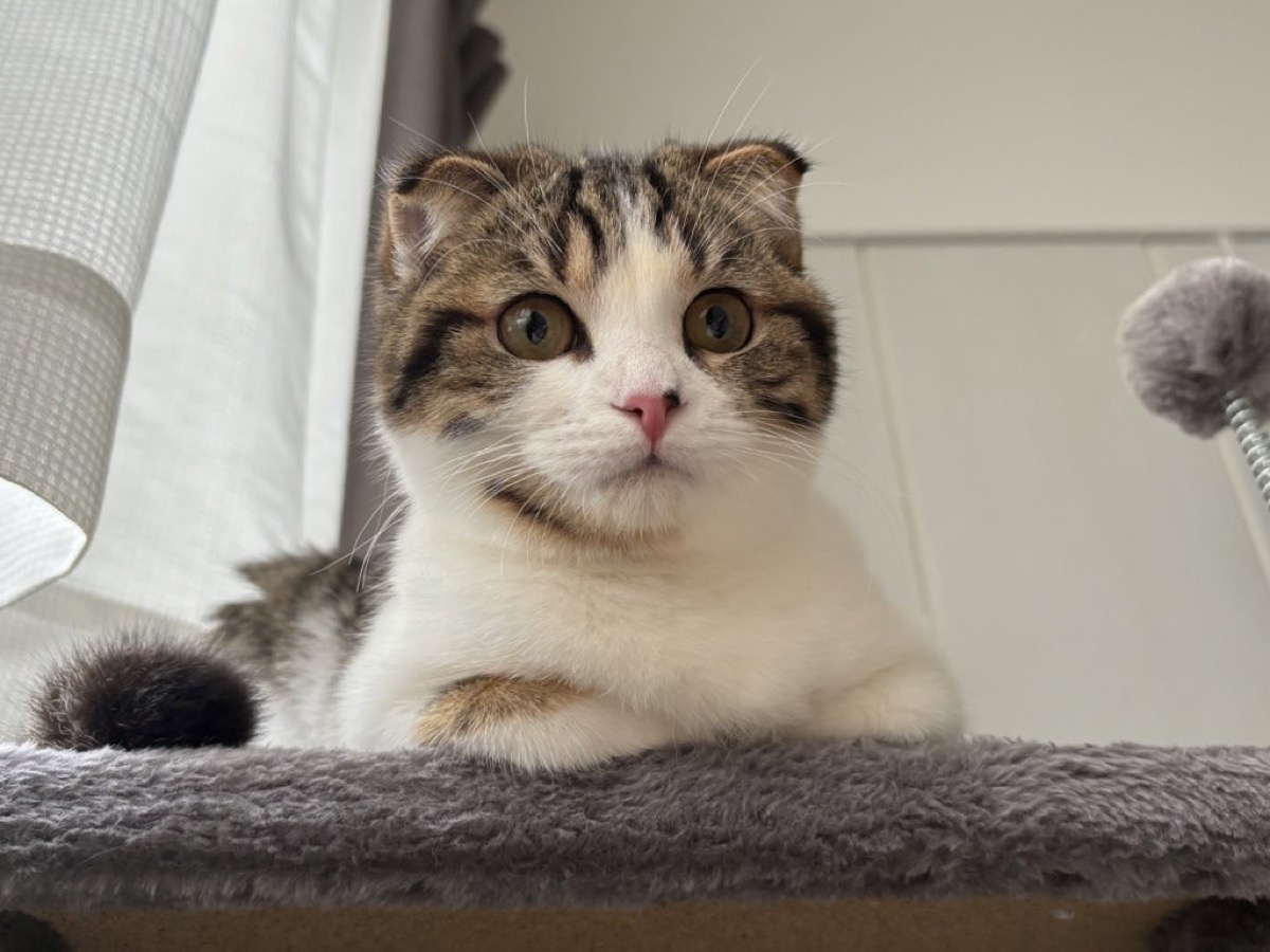 窓の外を眺める猫