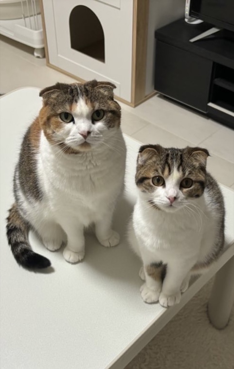 立ち上がってこちらを見る猫