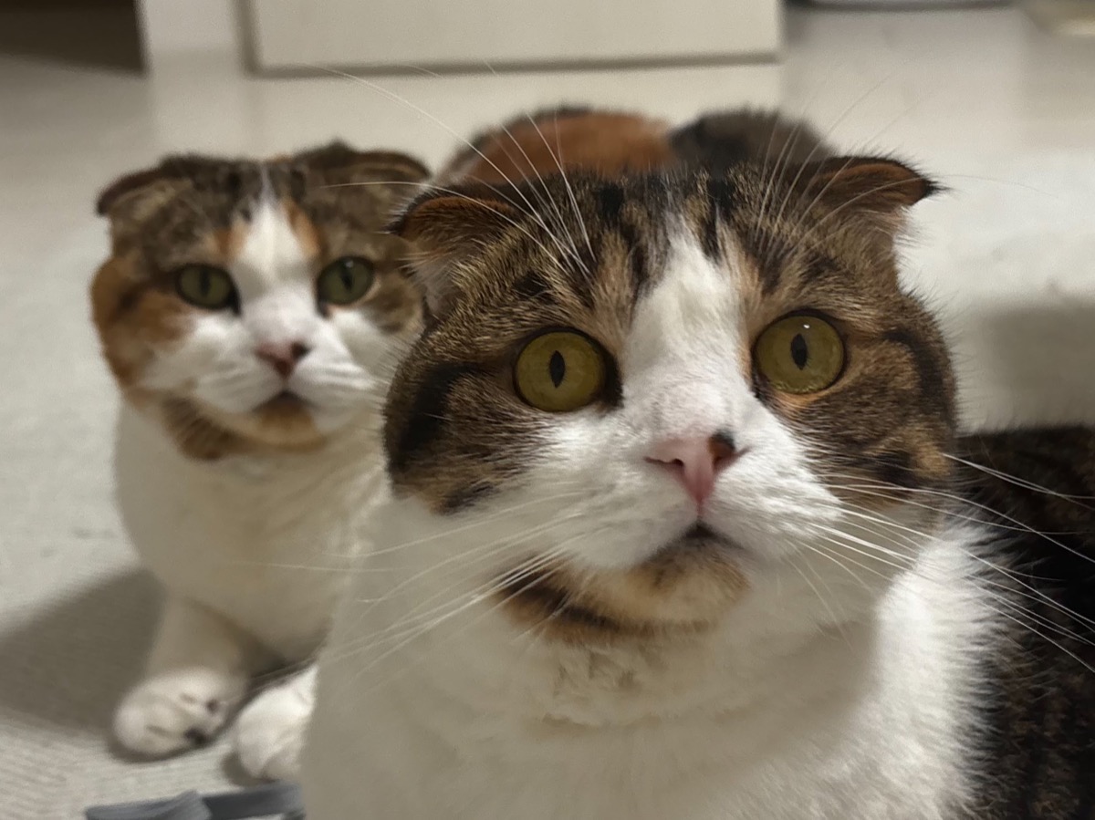 毛づくろいする猫