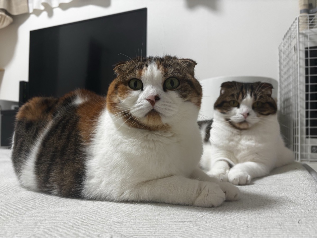 見上げる猫の縦位置ショット