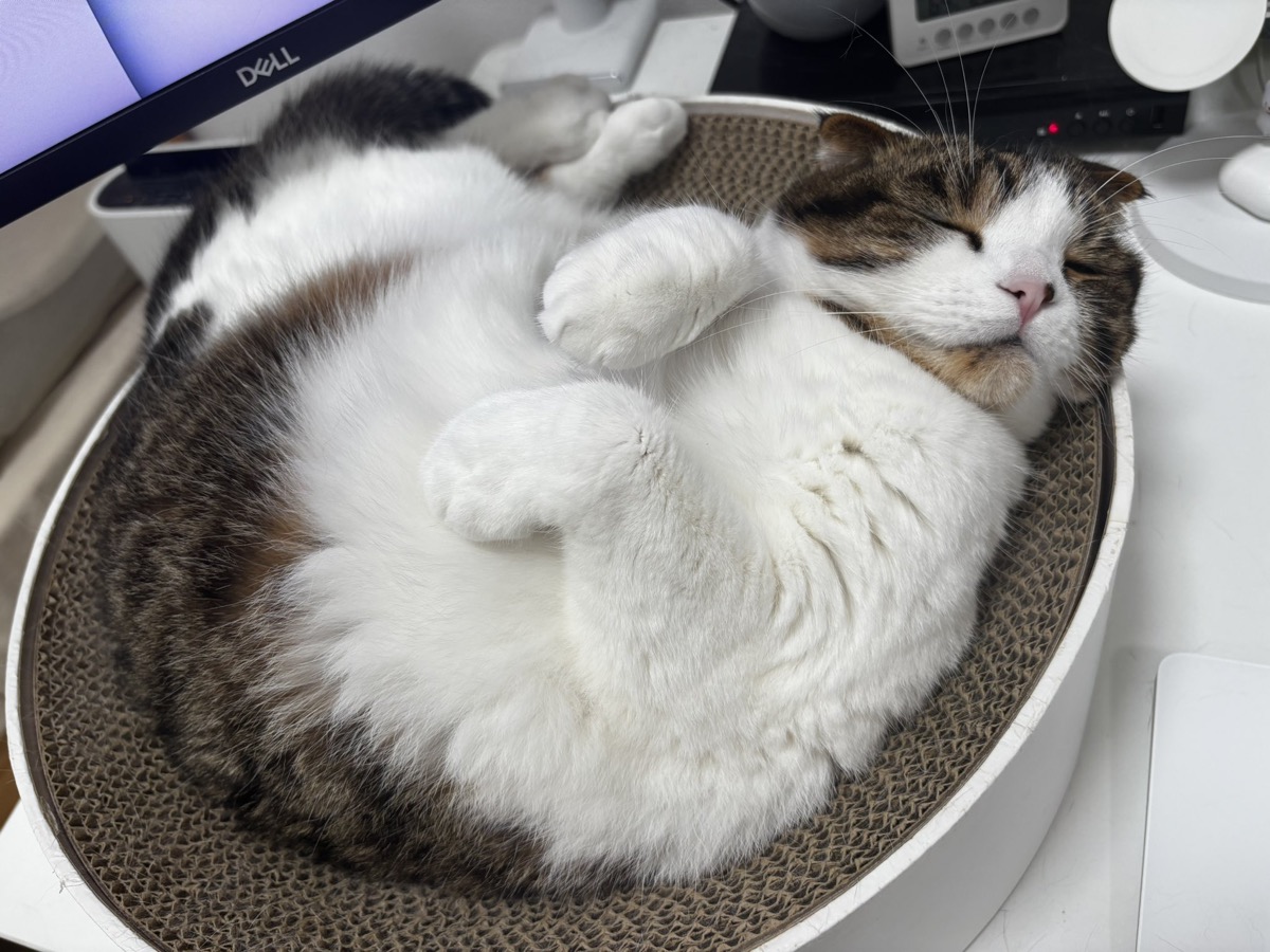 桜を背景にした猫