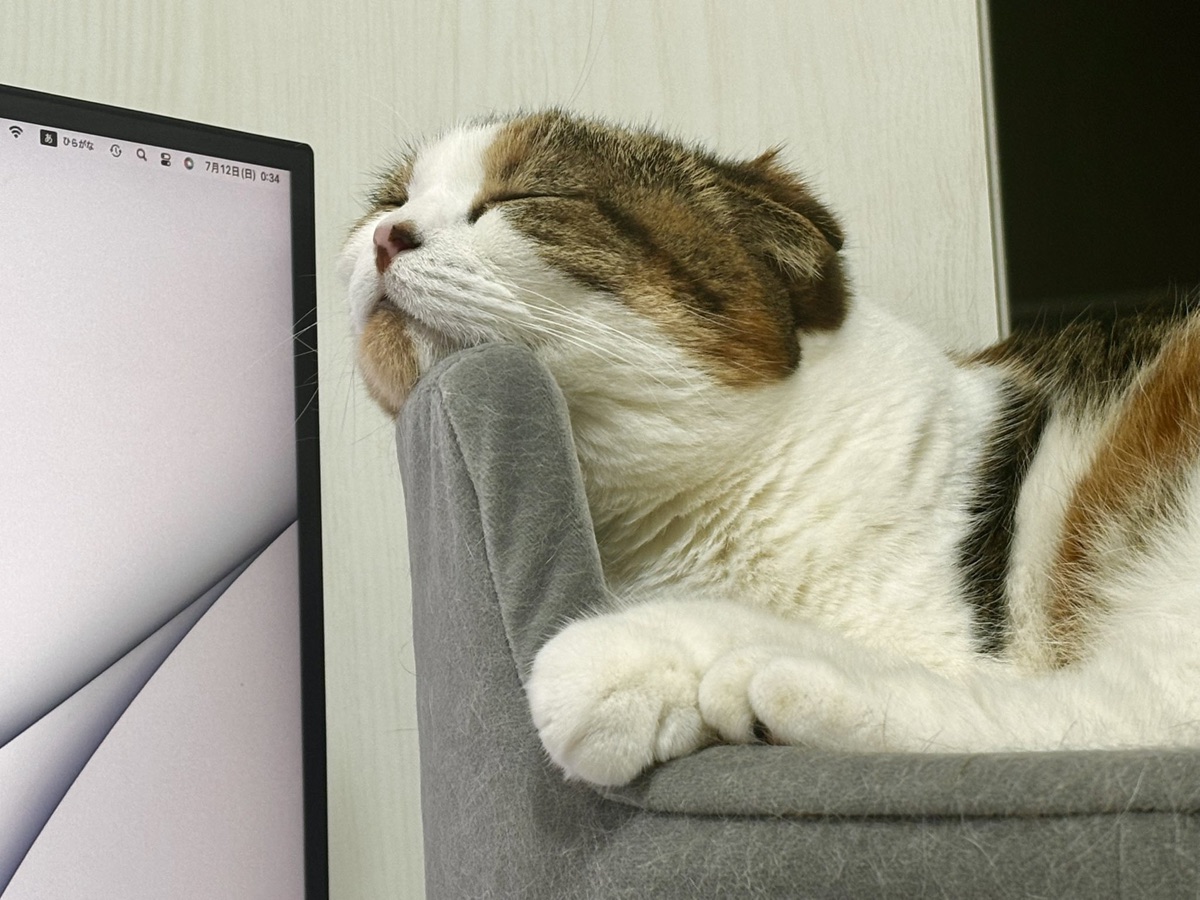 モニターの横でチェアのふちにあごを乗せて眠るスコティッシュフォールド