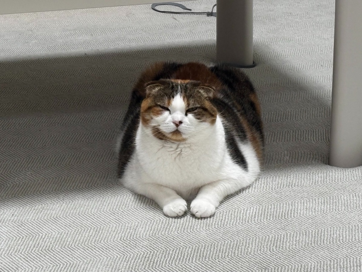 カーペットの上で正面を向いて香箱座りする猫