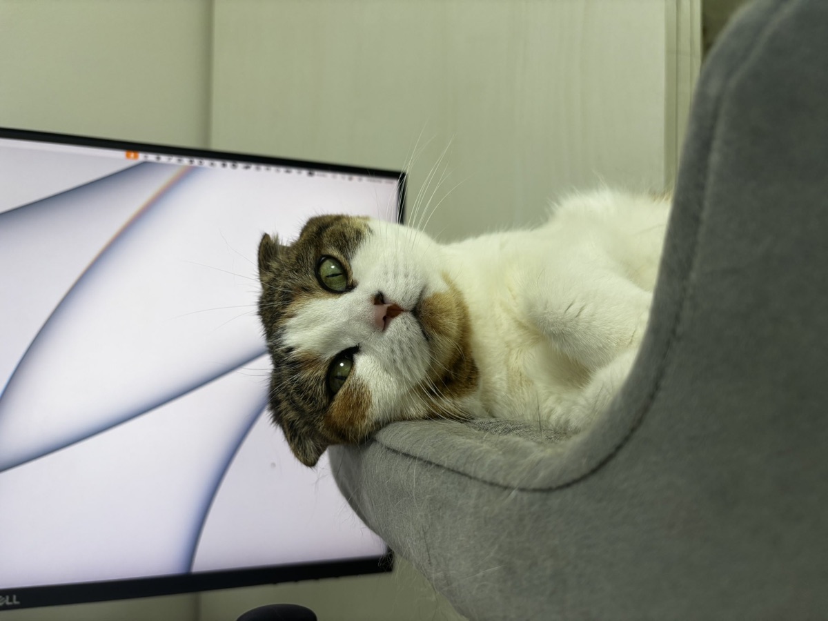チェアのふちに頭を預けてこちらを見上げるスコティッシュフォールド