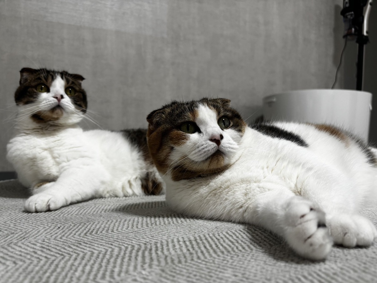 カーペットの上に2匹並んで伏せる猫